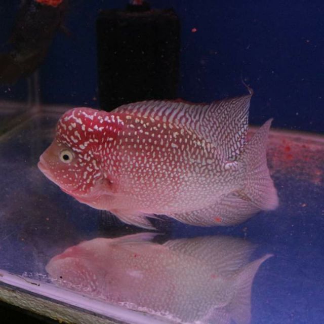 Flowerhorn white eyes kamfa