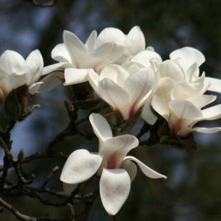 Ready Stock Fragnant Magnolia  Flower Seeds Benih Bunga  