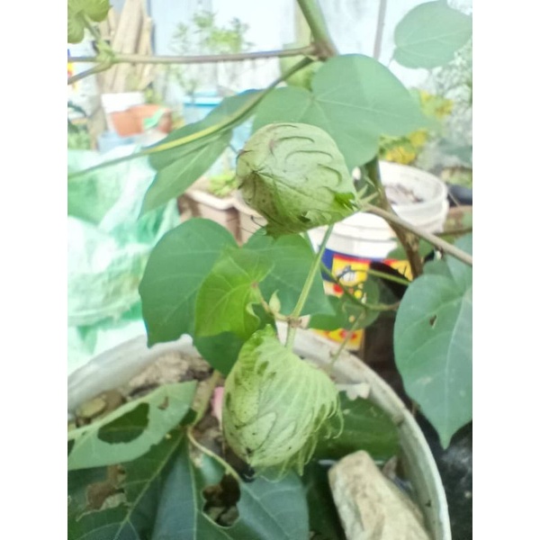 Biji benih pokok kapas renek Dwarf Cotton plant seeds | Shopee Malaysia