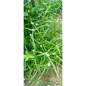 Buy Rumput Pendul/helikopter merawat kucing selsema,demam 