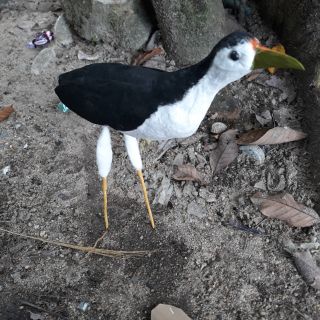 Mp3 Suara Wak2 Ayam2 Shopee Malaysia