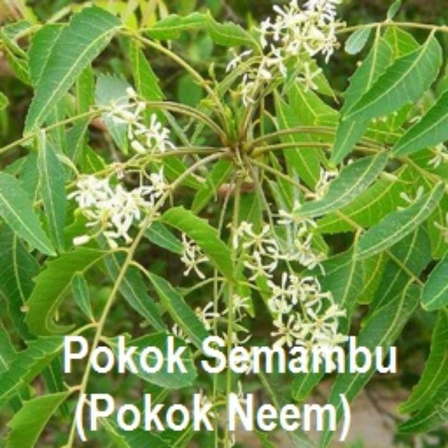 Pokok Semambu(neem). | Shopee Malaysia