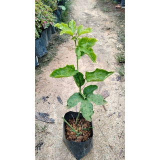 Anak Pokok buah Markisa/ tree Passion Fruit | Shopee Malaysia