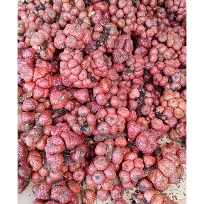 Buy Buah Asam Paya Asam Payak Buah Maram 1kg Seetracker Malaysia
