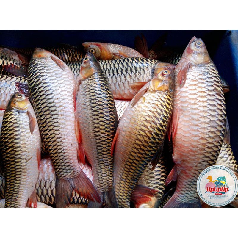 Wild sultan fish/ ikan jelawat / 野生红尾苏丹鱼王 1kg-2.5kg （忘不了的弟弟，吃法和忘不了一样 ...