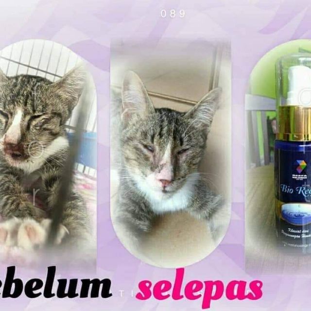 Bio Reefa -Penawar Kucing  Shopee Malaysia