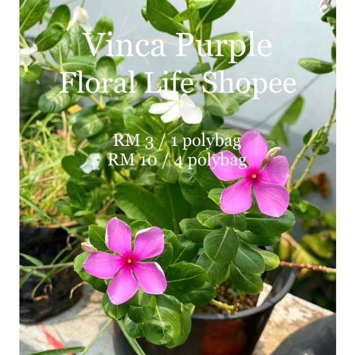 Buy Vinca Plant Dalam Polybag Pokok Vinca Purple Tapak Dara Seetracker Malaysia