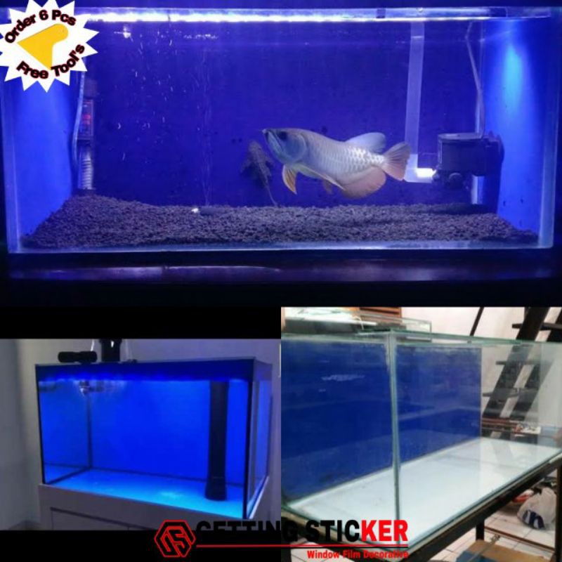 Blue Scotlet Stickers Suitable For aquarium background | Shopee Malaysia