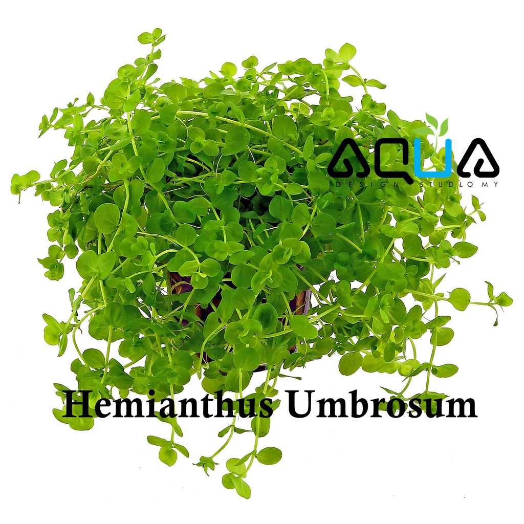 Aqua Plants Hemianthus Umbrosum Bunch束 1028 Shopee Malaysia