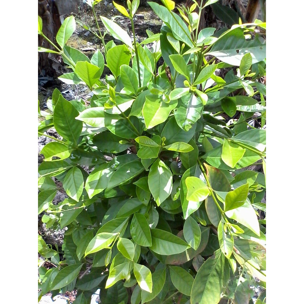 Buy Live Plant Anak Pokok Daun Salam Bay Leaf Tree Seetracker Malaysia