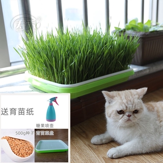 Benih Benih Rumput Kucing Bonsai Catnip Rumput Budaya Air 