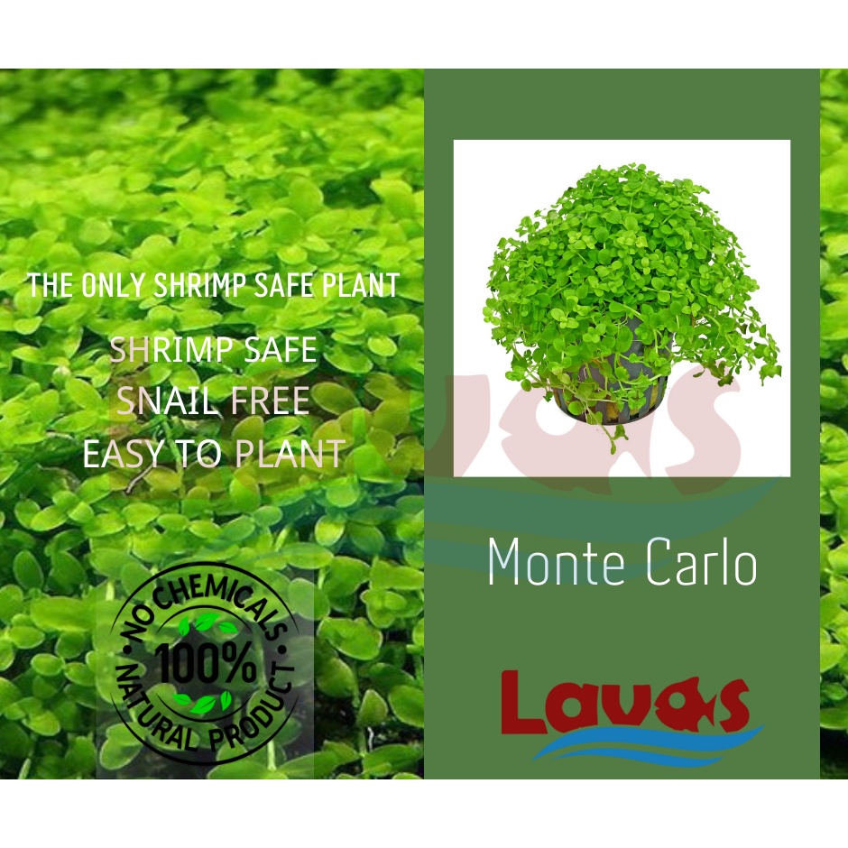 Monte Carlo Potted Carpet plant aquarium waterplant (LAVAS