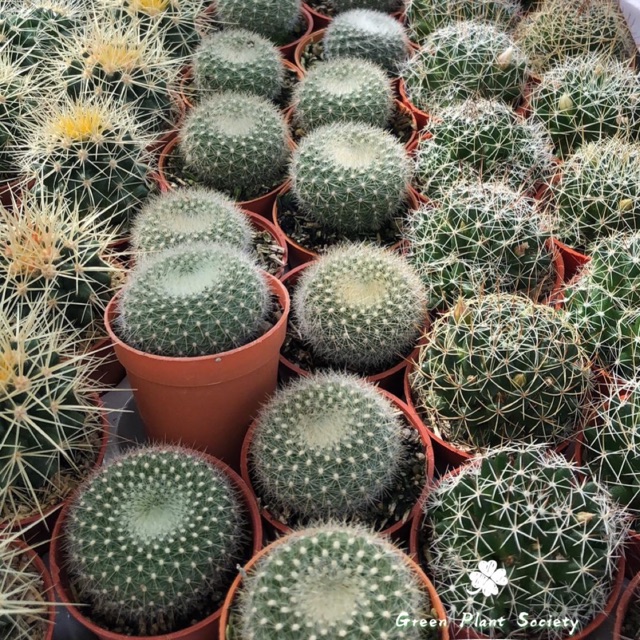 Buy GPS Green Plant Society live plant Random Pick Cactus 随机仙人掌🌵