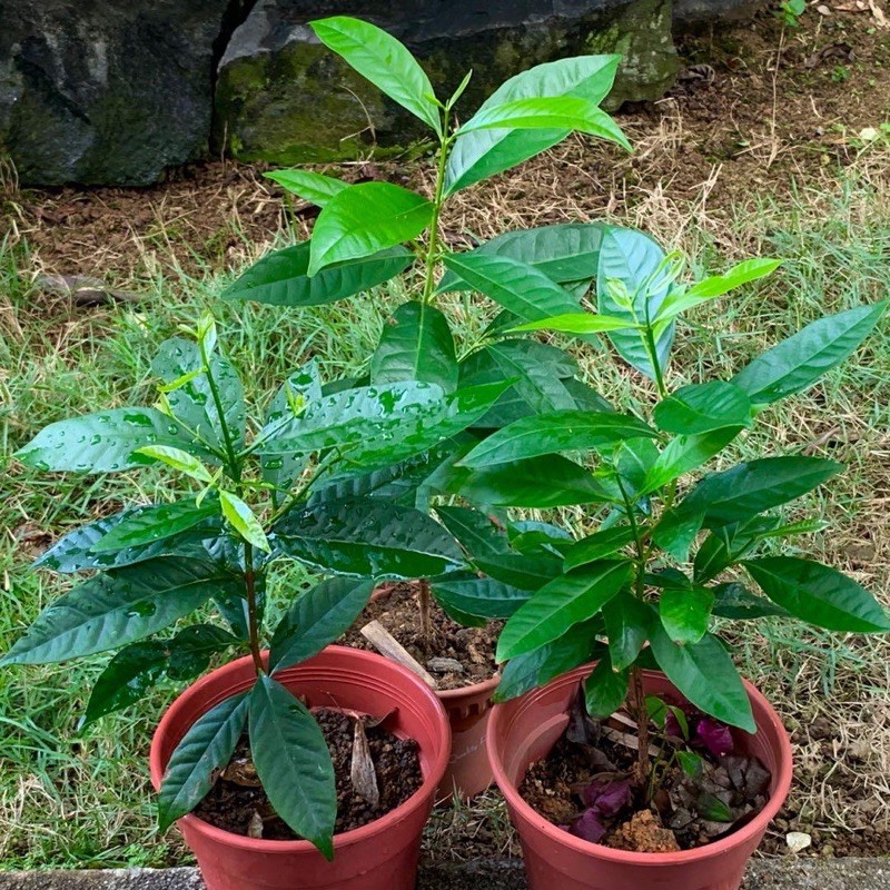 Pokok Serai Kayu Syzygium Polyanthum