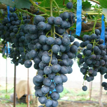Hot Selling Anak Pokok Anggur BLACK Terus Dari Ladang Hot Selling Anak Pokok Anggur BLACK Terus Dari Ladang