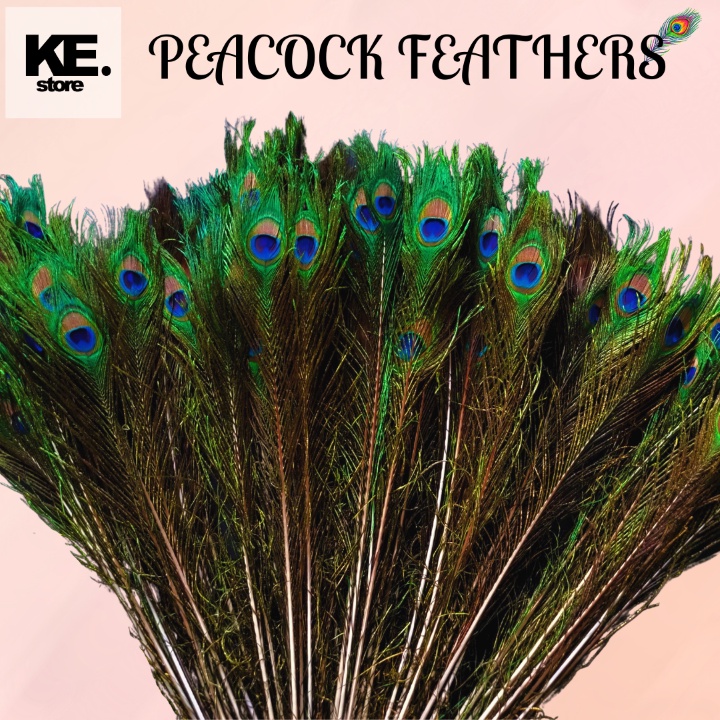 ORIGINAL PEACOCK FEATHERS Shopee Malaysia
