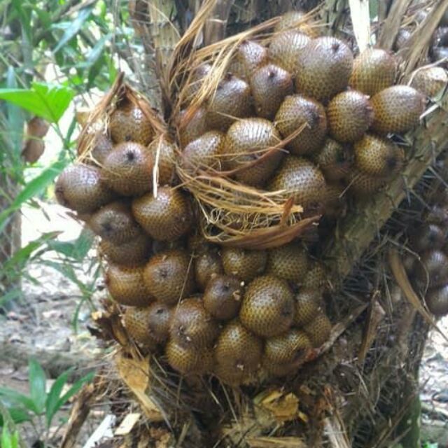 ORDER BARU PETIK BUAH SALAK MADU FRESH DARI KEBUN 1KG ORDER BARU PETIK BUAH SALAK MADU FRESH DARI KEBUN 1KG