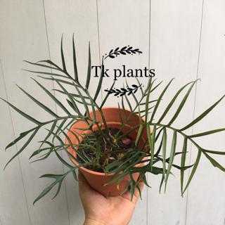 Tk Plants Rare Plant Philodendron Tortum Real Live Plants Pokok Hidup Live Plants Indoor Plants Shopee Malaysia