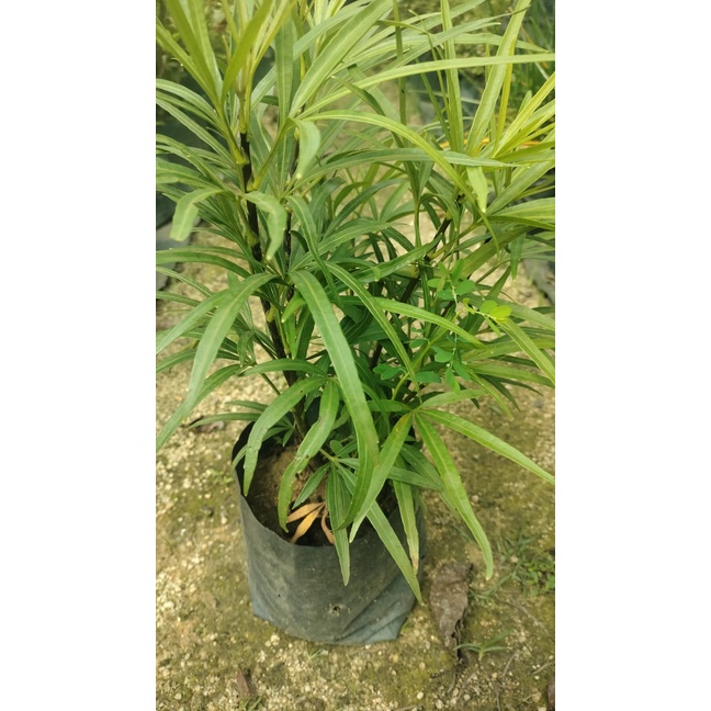 Pokok osmoxylon lineare yellow / Tanaman Hias Bunga Ararea by MGL PLANT ...