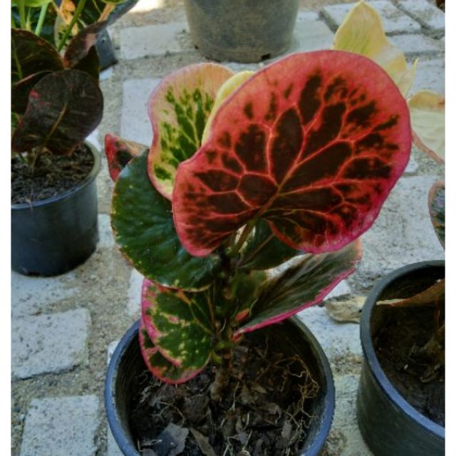 Pokok Puding Keropok Merah Kuning Hijau Daun Bulat Panjang