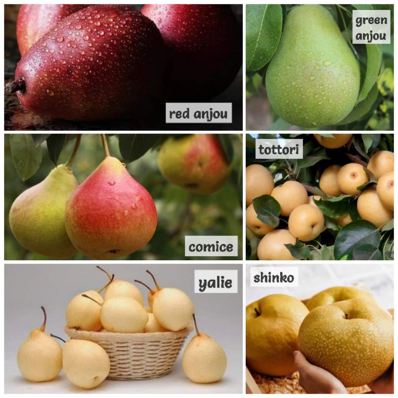 Pokok Buah Pear Pokok tut senang dan cepat berbuah | Shopee Malaysia