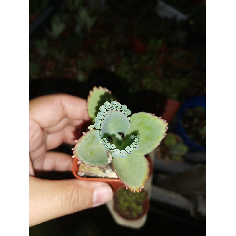 Som Live Plant Succulent 多肉植物daun Setawar Kalanchoe Pinnata 落地生根宽叶不死鸟蕾丝姑娘 Shopee Malaysia