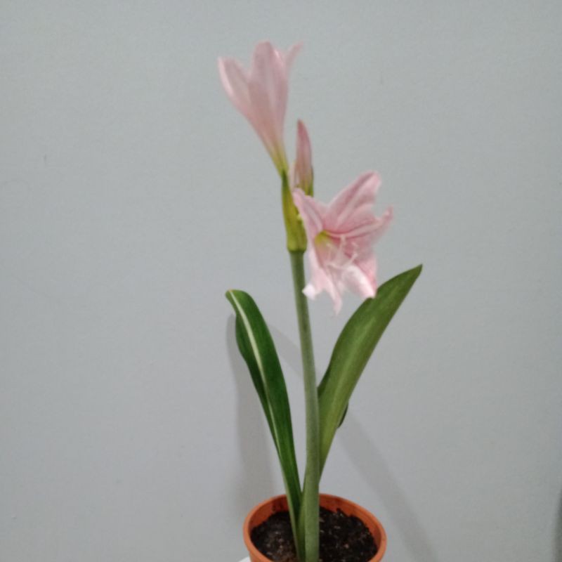 Buy Amaryllis Lily Belladonna Pokok Bunga Bakung Seetracker Malaysia