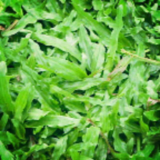 Rumput Hidup Cow Grass Shopee Malaysia Rumput Hidup Cow Grass Shopee Malaysia