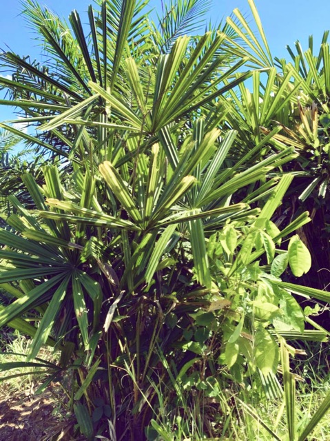 Anak Pokok Daun Palas Untuk Buat Ketupat Atau Hiasan Shopee Malaysia