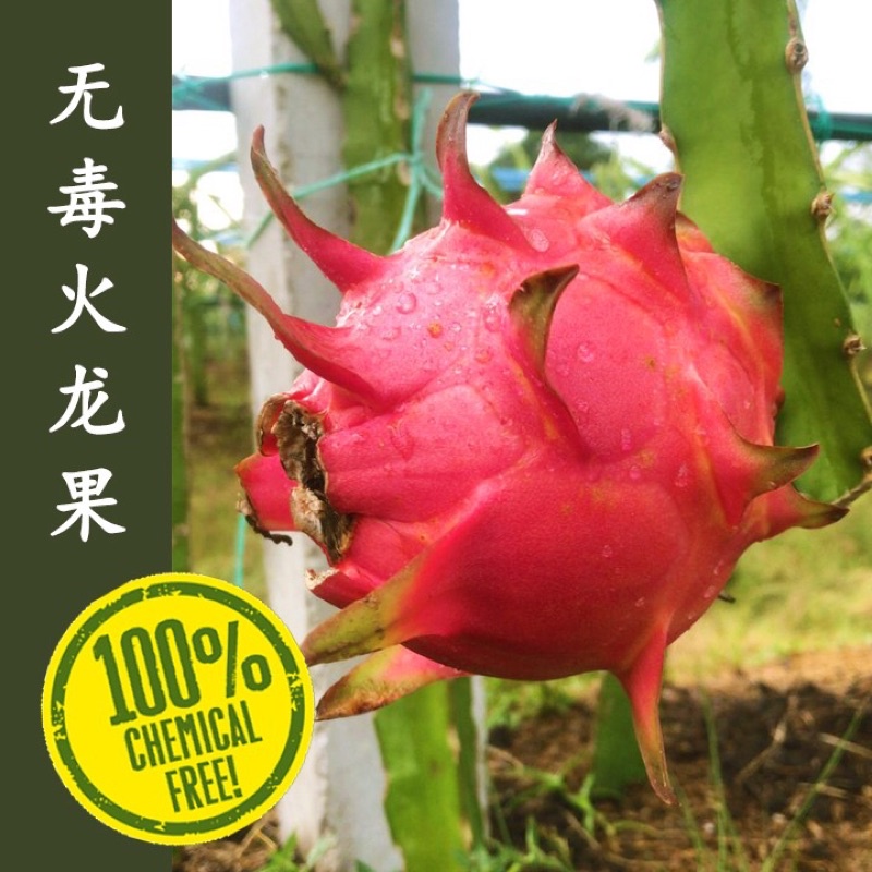 Pre OrderFarm Direct⭐️Dragon fruitBuah Naga 无毒火龙果