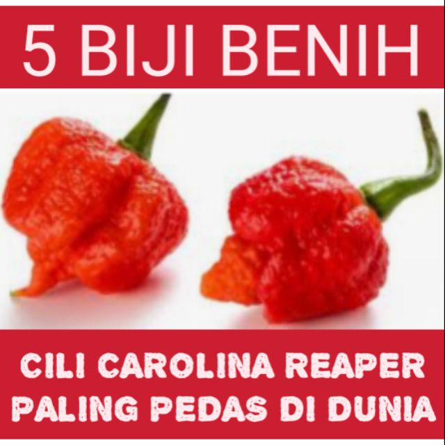 5 Seeds Carolina Reaper Shopee Malaysia