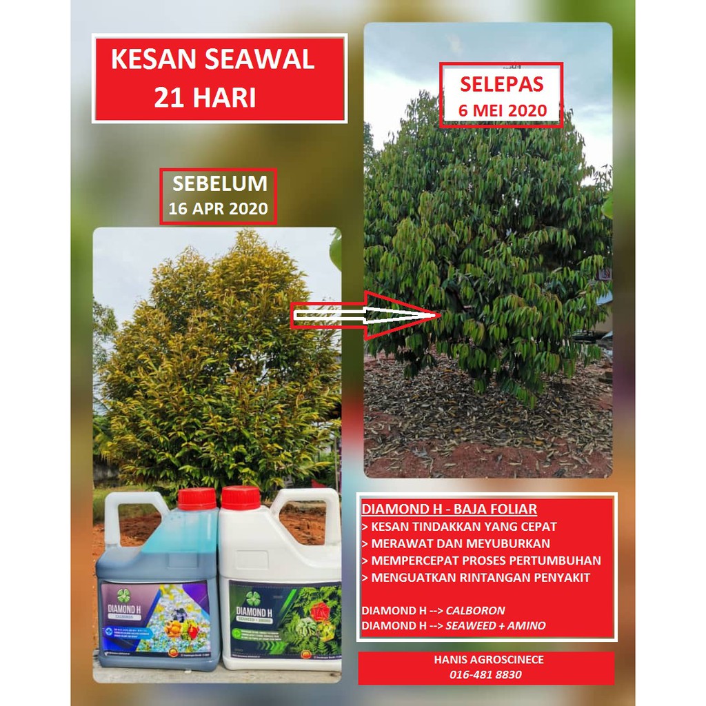 BAJA MERAWAT POKOK DURIAN - MENYUBUR DAN MENYIHATKAN POKOK ...