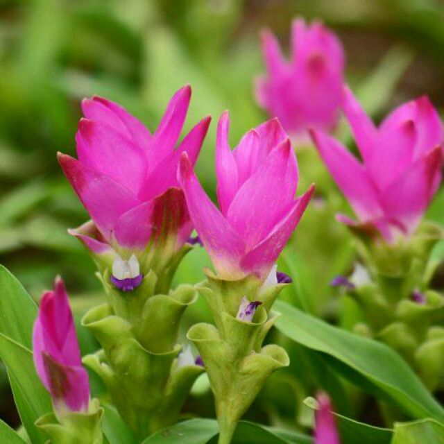 Pokok Tulip Siam Jenis Halia Shopee Malaysia