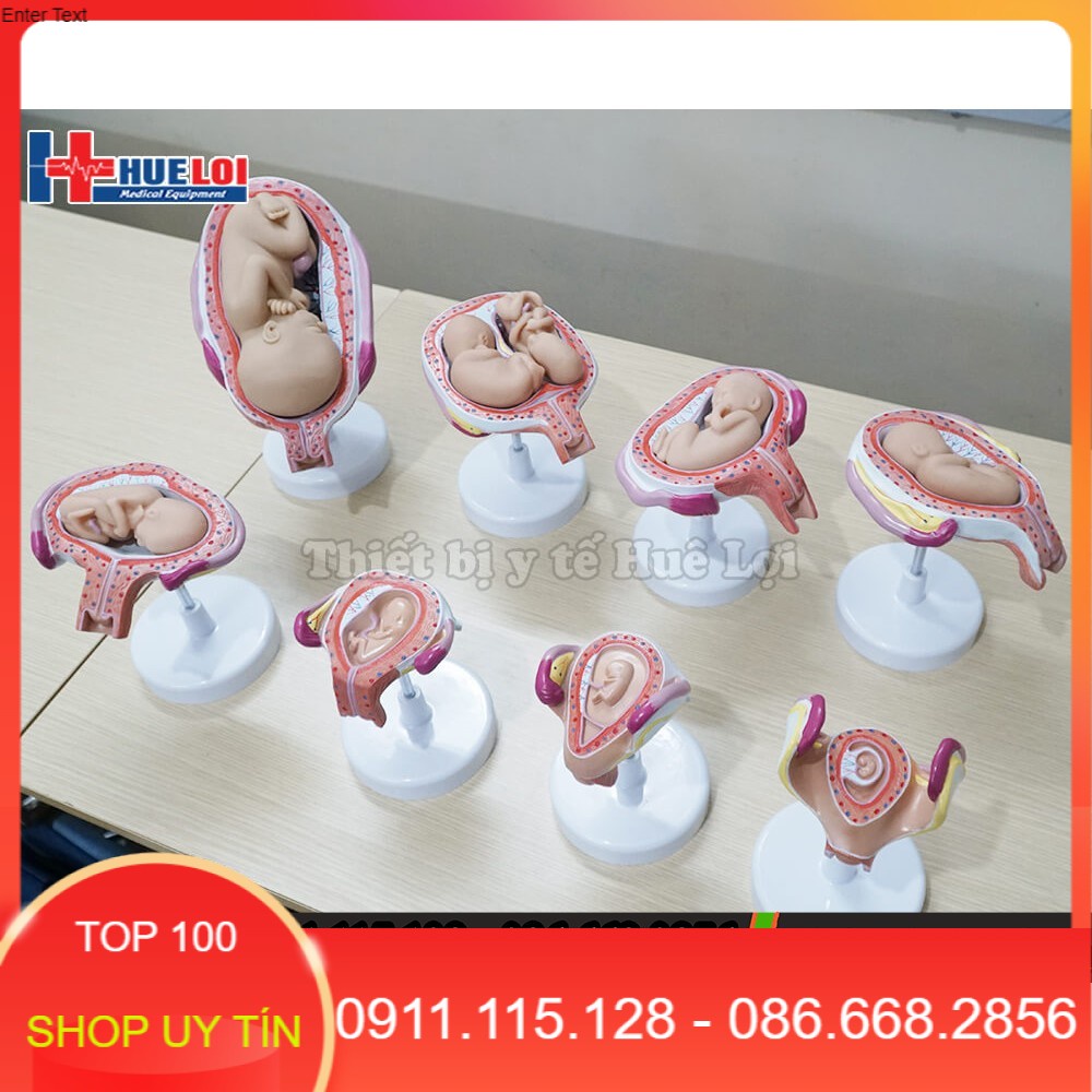 Pediatric model from 19 Months Development stages of PVC pregnancy