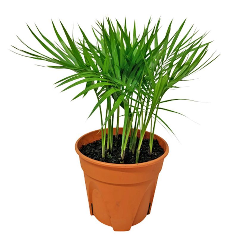 GM REAL LIVE INDOOR PLANT JAVA PALM POLYBAG/CYCASREVOLUTA(SAGO PALM) ARECA