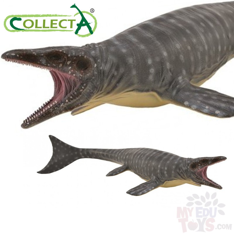 mosasaurus collecta