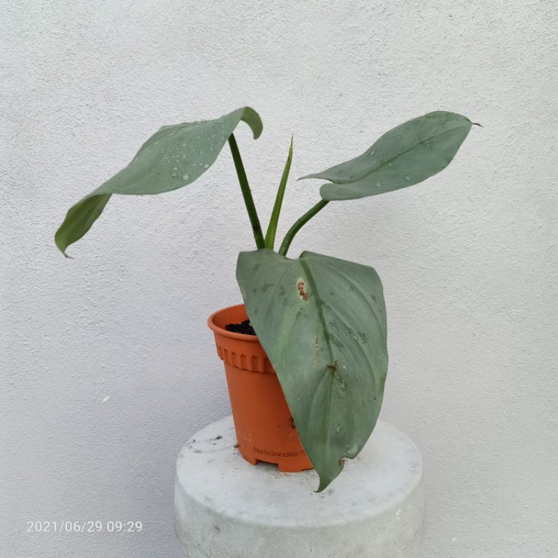 Buy Philodendron Hastatum Silver Sword Seetracker Malaysia