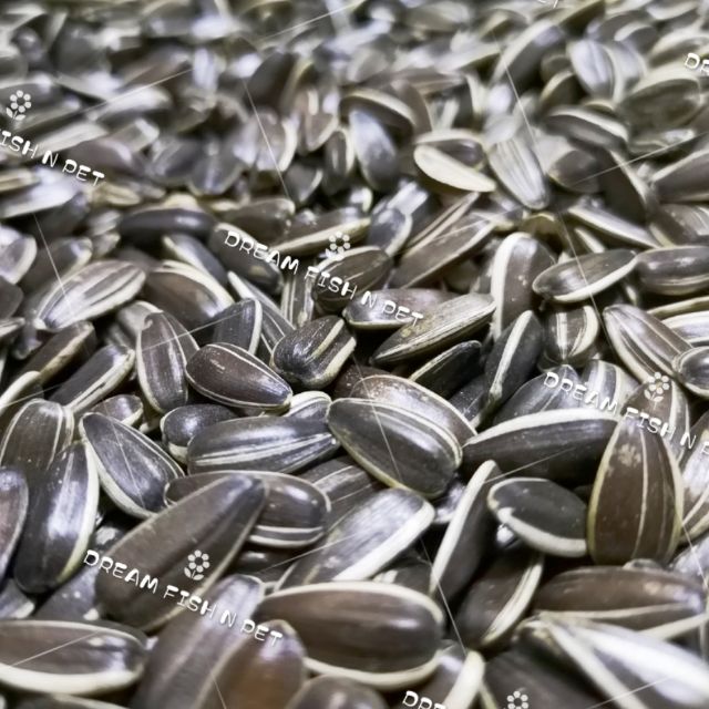 Repack Sunflower Seed Kuaci Biji Matahari Makanan Hamster