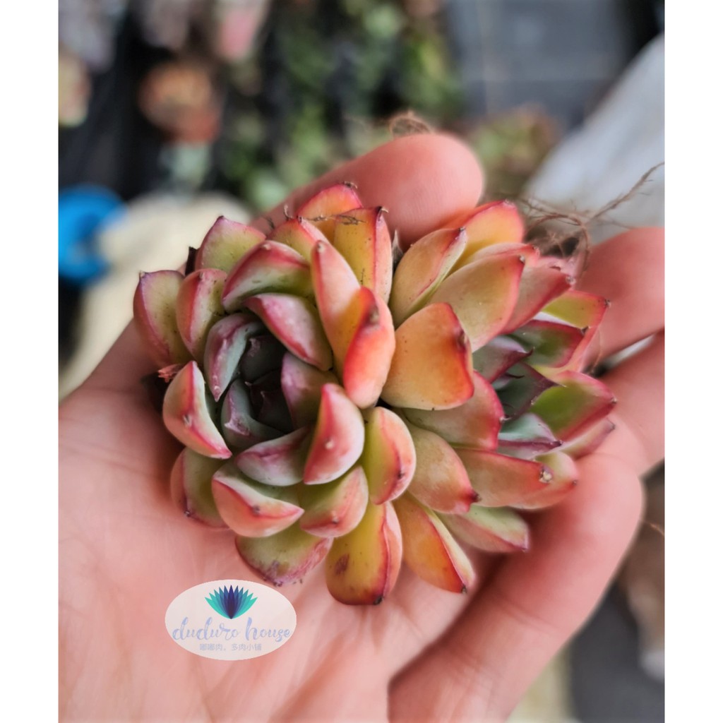 花月夜echeveria Pulidonis 多肉植物succulent Import 进口