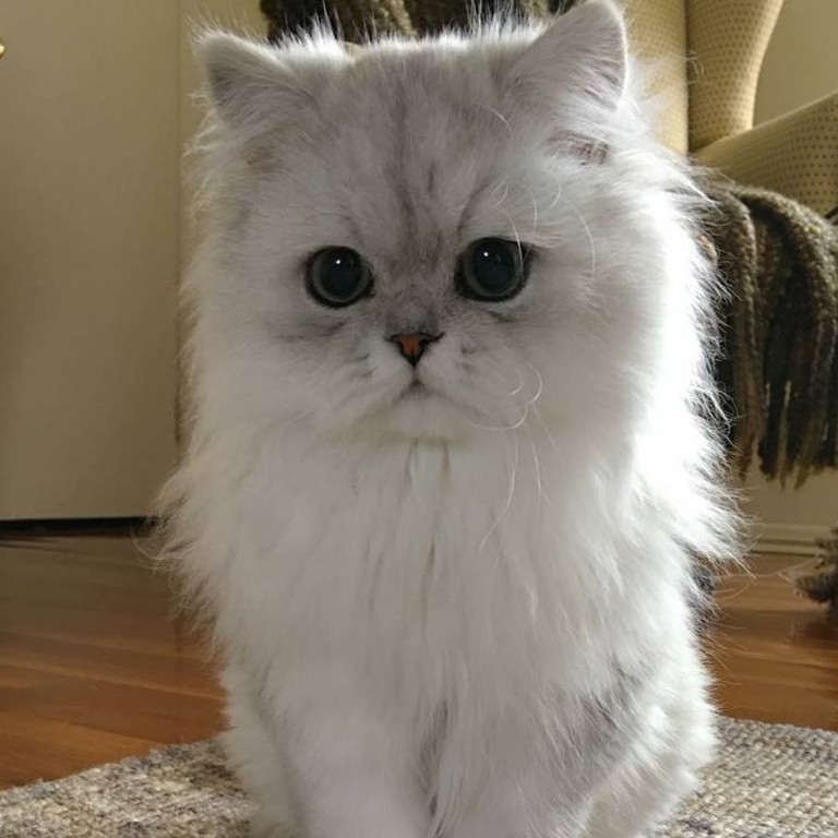 Sangkar Kucing Cat cage 3 feet/3 kaki lebar  Shopee Malaysia