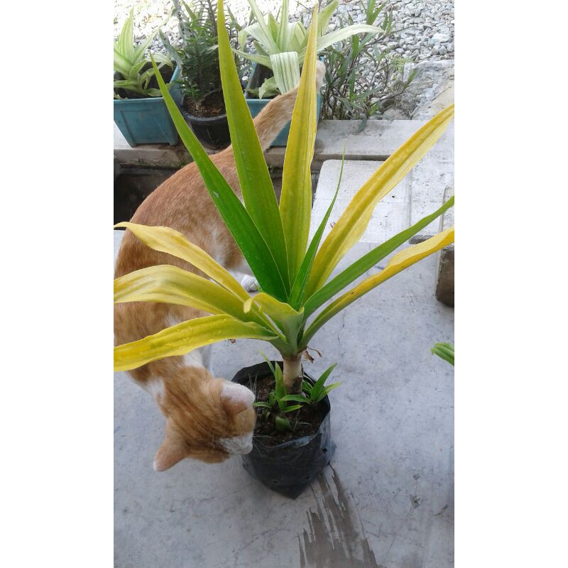 Pokok Pandan DiRaja Real Plant Outdoor Plant Pokok Pokok Pandan DiRaja Real Plant Outdoor Plant Pokok