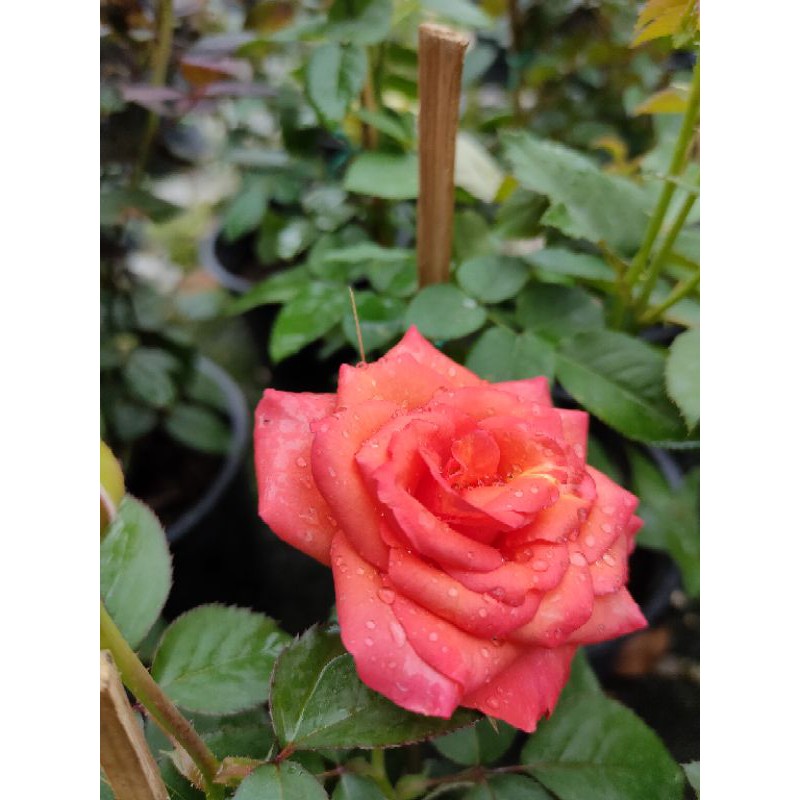 [READY STOCK] Pokok Bunga Rose/Bunga Mawar tahan panas. Shopee Malaysia