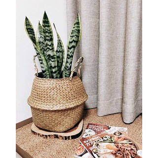 Pasu Pokok Bunga Rotan  Rattan Artificial Plant Pot  