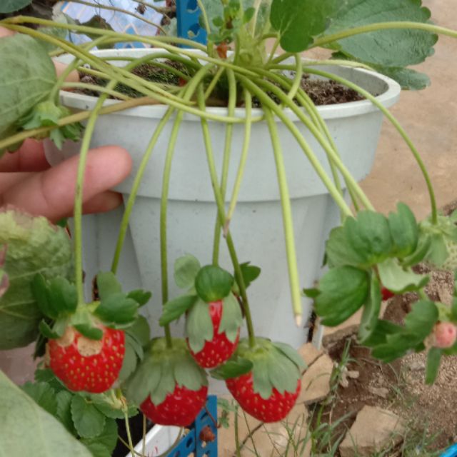  Pokok  Strawberry 100 Tanah Rendah induk  terbukti berbuah 