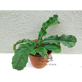 Tapak liman Elephantopus scaber 地胆头 Tutup bumi Herb Herba 