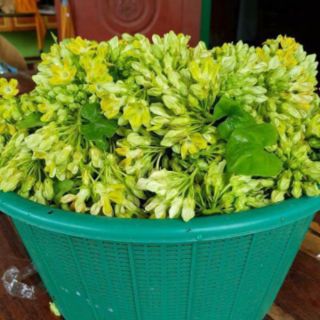 Pokok menjalar bunga tongkeng besar dan wangi | Shopee ...