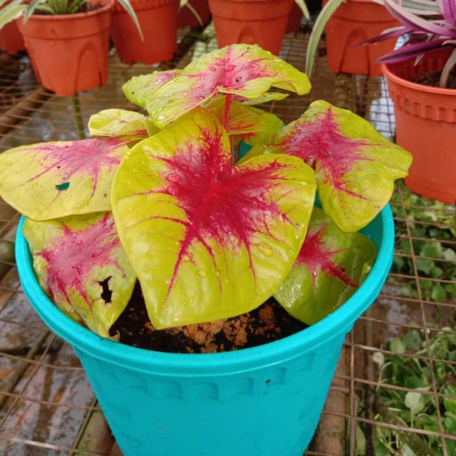 Pokok Keladi Viral Caladium Bicolor Pokok Keladi Rare Shopee Malaysia