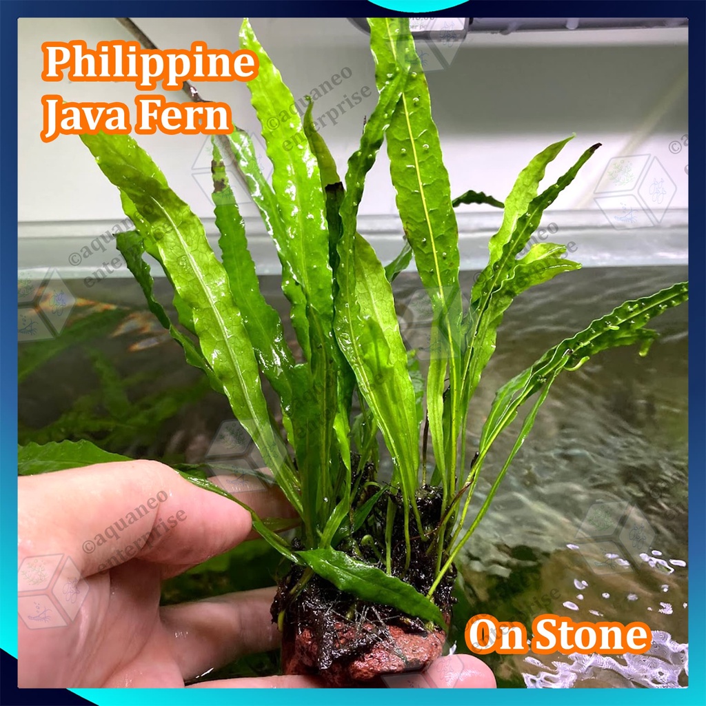 [Low Tech] Philippine Java Fern Microsorum Pteropus Philippine LP ...