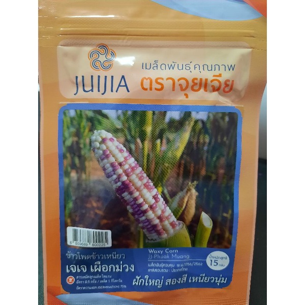 Benih jagung waxy corn jj (50seed)  Shopee Malaysia