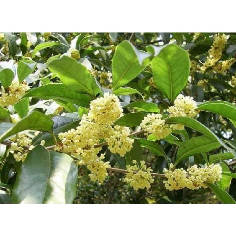 Osmanthus Fragrans Tree 桂花树苗 Shopee Malaysia